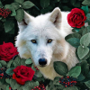 Kit broderie diamant - Loup blanc et roses - Collection d'art
