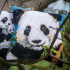 Kit Coussin Point de Croix Gros trous - Panda - Vervaco