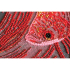 Kit de broderie avec perles motif Poisson rouge de la marque Abris Art, modèle répresentant un dessin de poisson à créer avec des perles